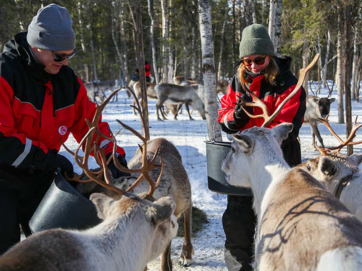 Snowshoeing to a Private Reindeer Forest & Reindeer Herder’s Day with Lunch, Levi, photo 3