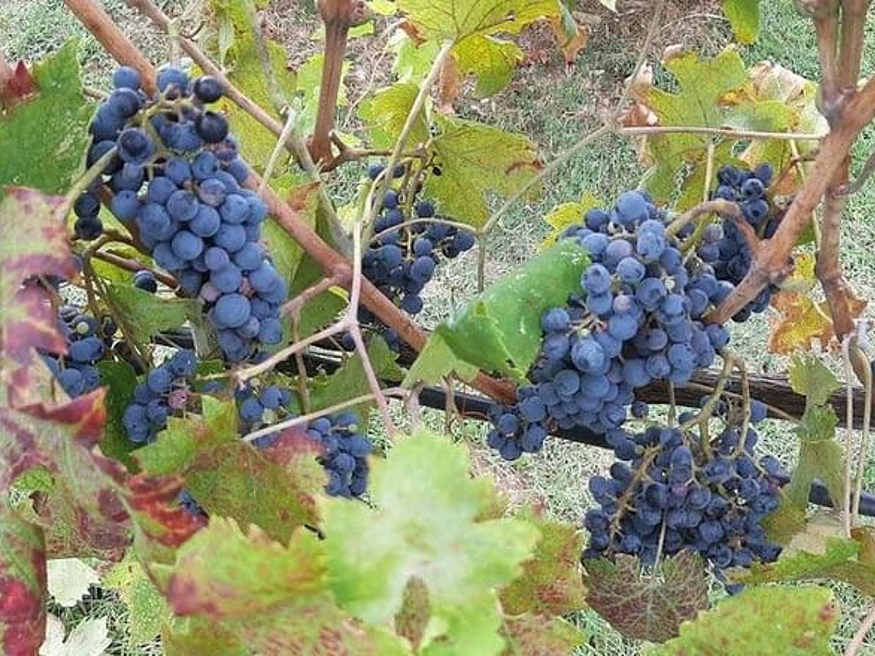 Visit Chianti - 3 Cellars, Lunch Experience & Private Wine Tour, photo 3