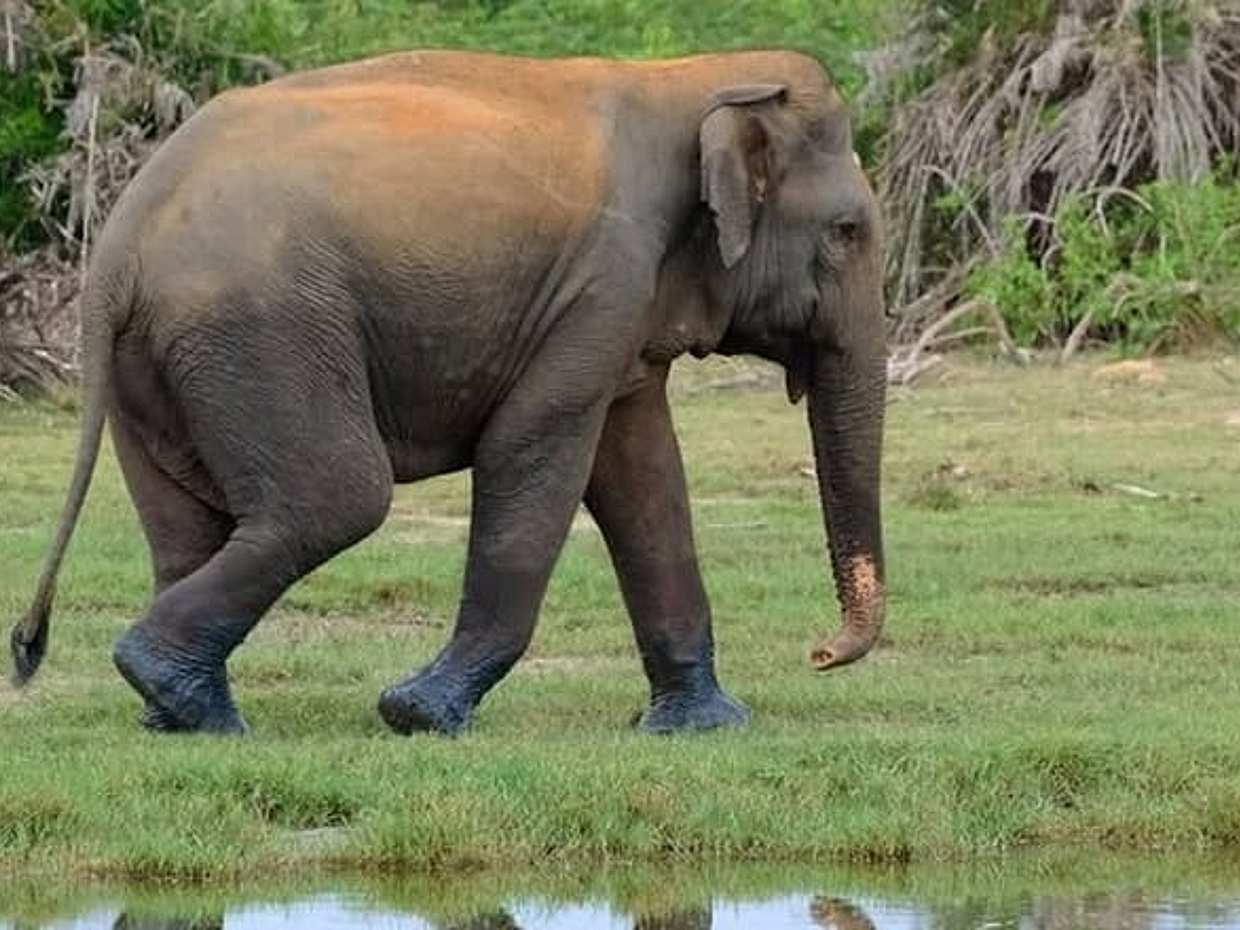 Bundala National Park Private Safari, photo 2