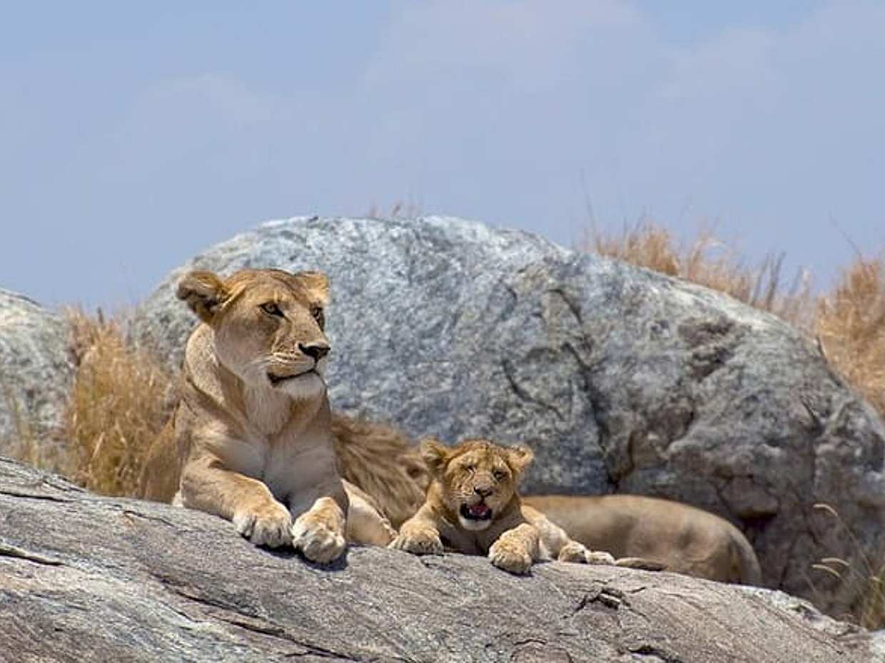 12 Days Kenya & Tanzania Safari Private Lodge Safari from Nairobi, photo 2