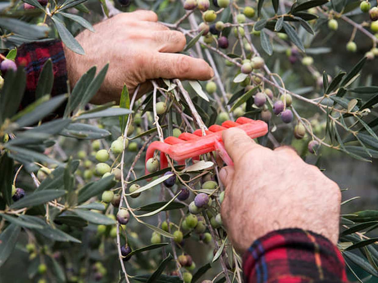 Visita l'azienda agricola Garra degusta l'olio e i suoi prodotti, photo 2