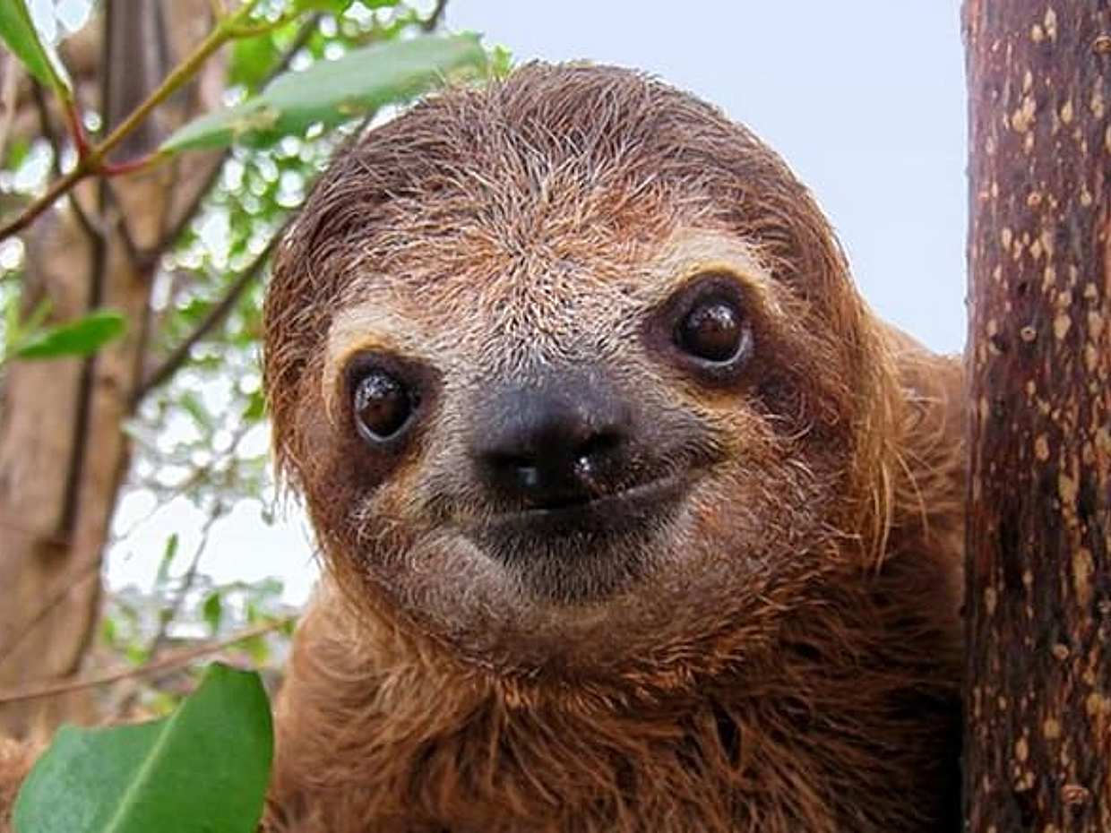Day Trip from San Jose to Sloths & other wildlife Rescue Center, photo 4