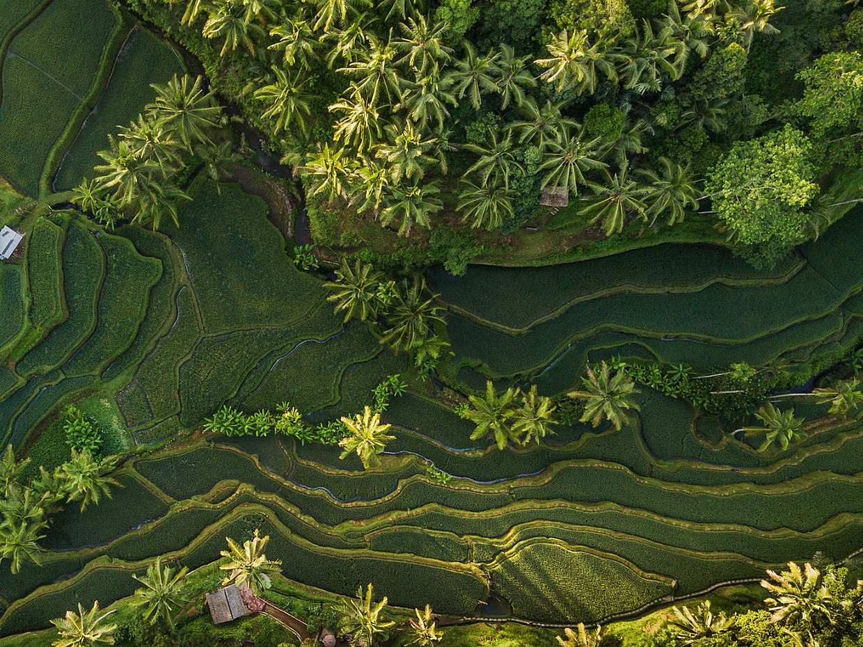 Bali: Descenso en rápidos en el río Ayung en Ubud, Indonesia, Descenso en rápidos en el río Ayung en Bali
, photo 4