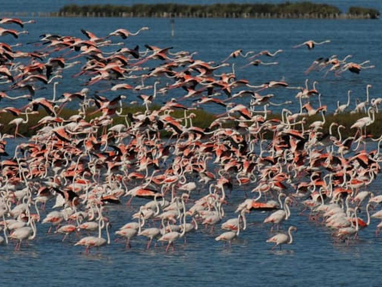 Bike tour in the Comacchio Valleys: admire flamingos at sunset, photo 3