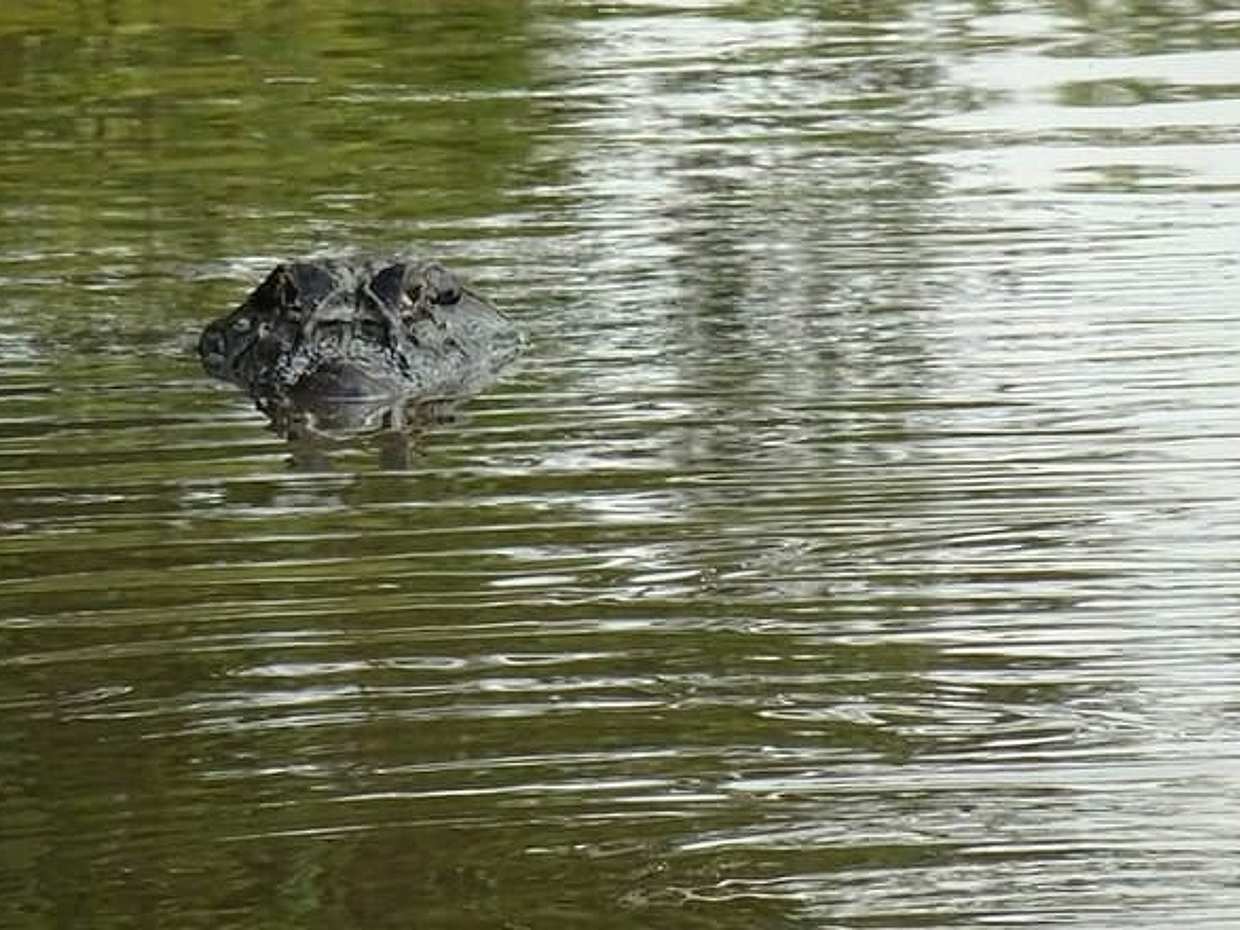 "2 giorni 1 notte al Juma Lake Lodge in Brasile, Manaus", photo 4