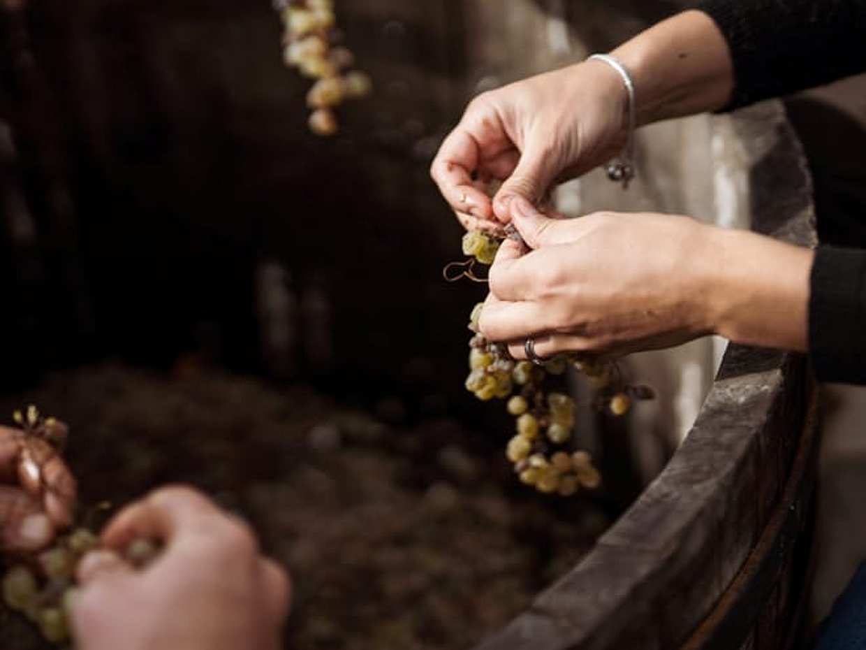 Cinqueterre, Volastra Winery: Wine & Sciacchetrà Tasting
