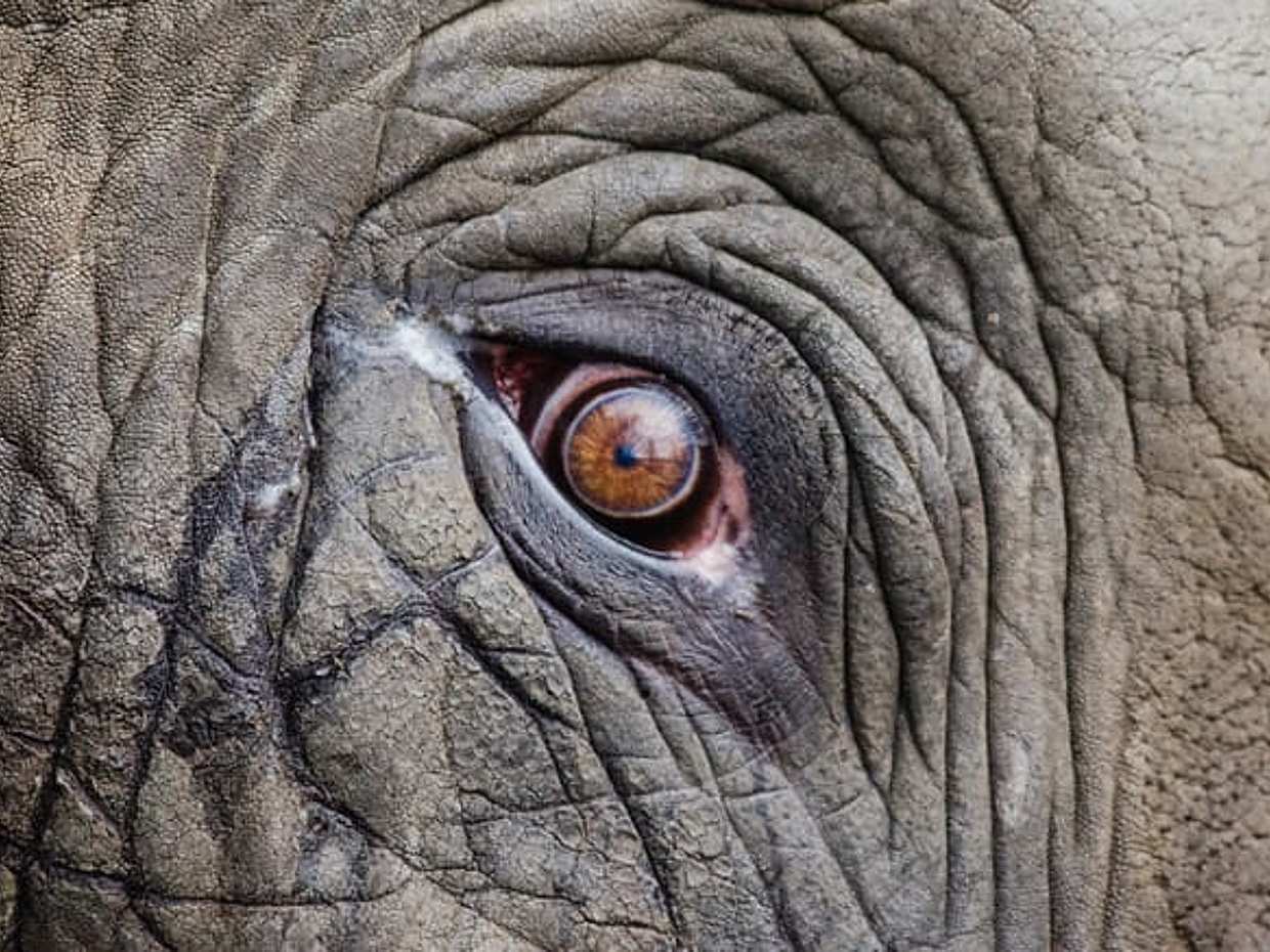 Walk with Lions in Johannesburg & Elephant Experience, South Africa, photo 5