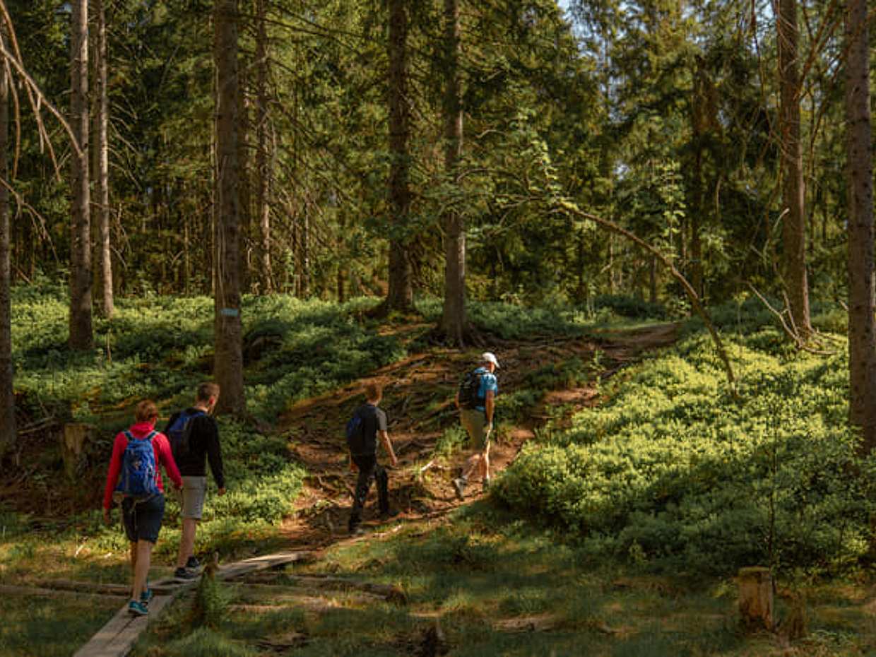 Private Wildlife Forest Hike, photo 2