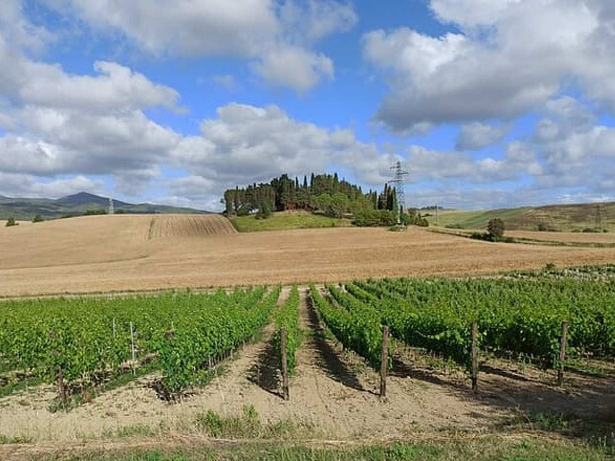 "Good Morning Chianti Classico" - Tour in 2 wineries with lunch, photo 3