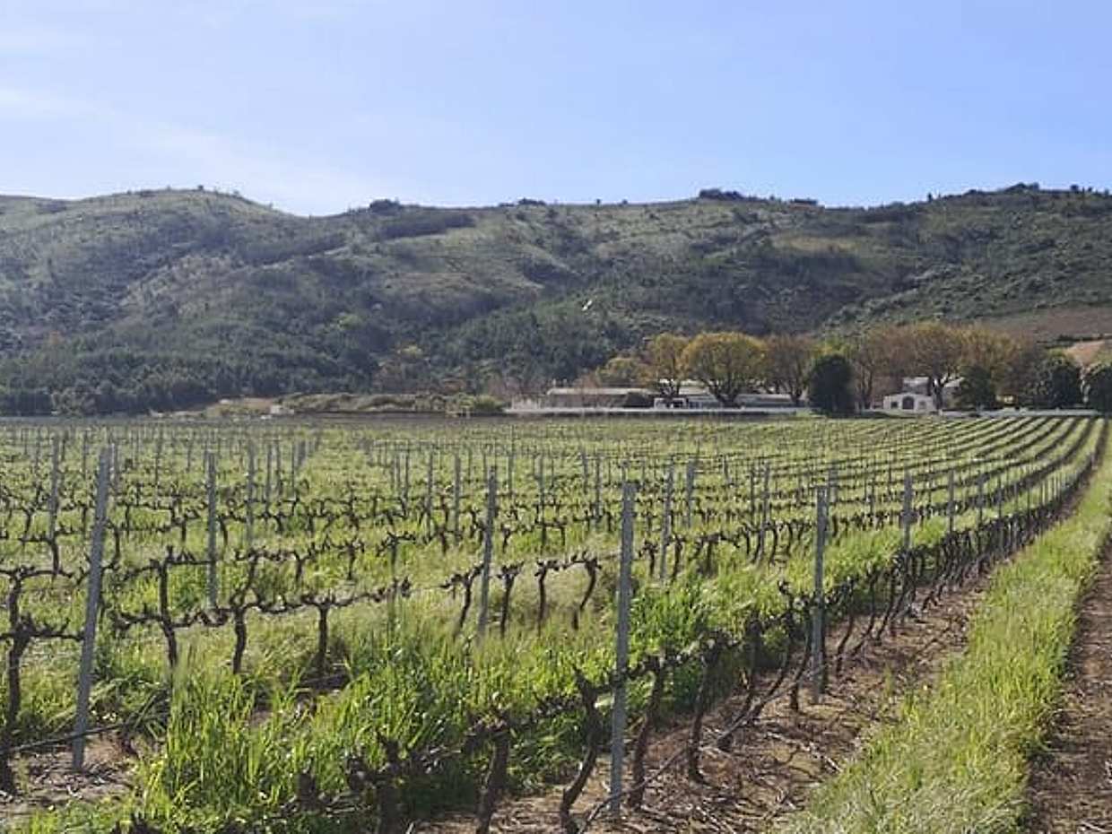 Cape Town Based Private Full Day Tour to Stellenbosch Wine Region, photo 2