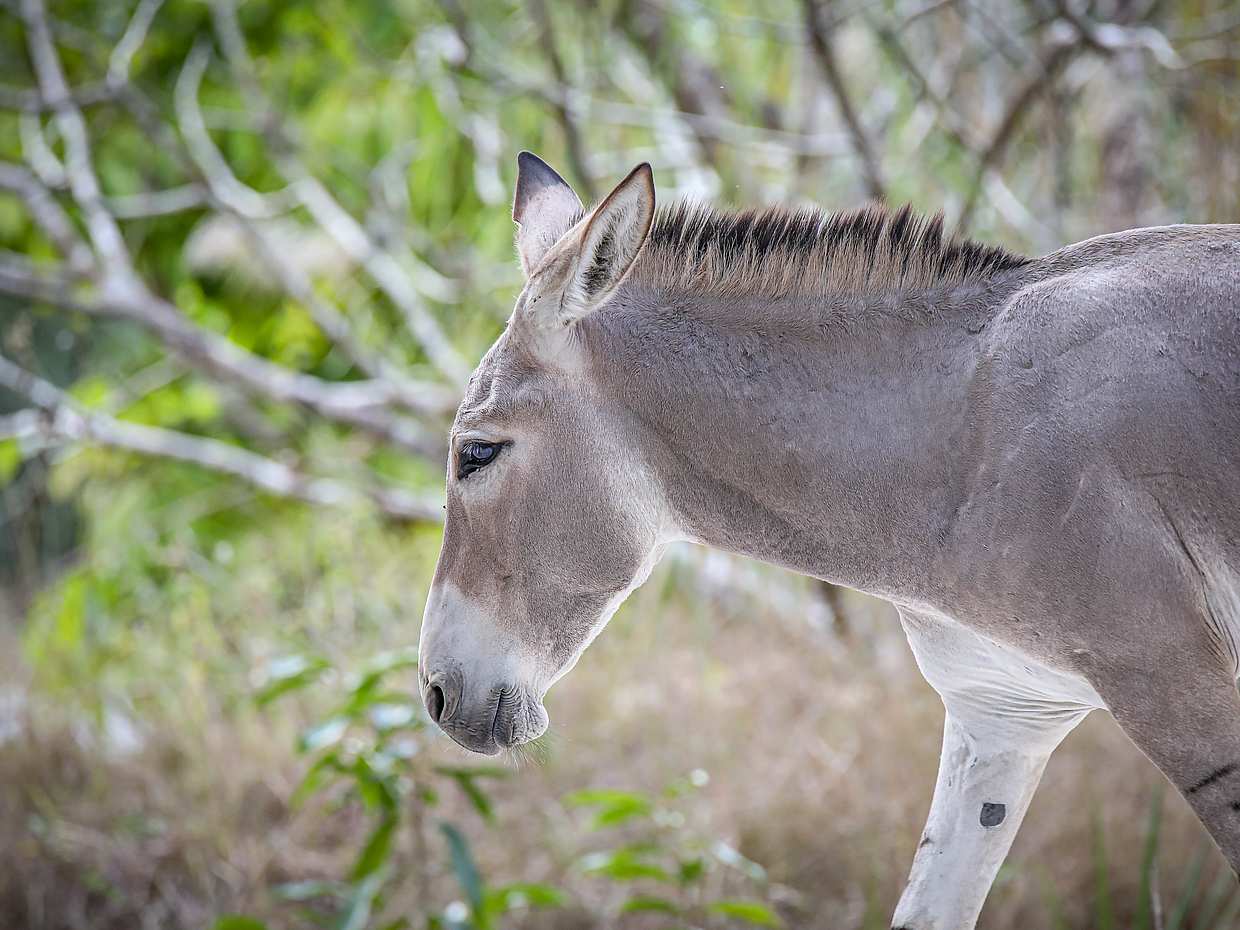 Safari Day Tour to Wadi El Gamal National Park from Marsa Alam, Egypt, photo 4