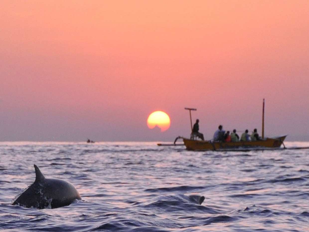 Dolphin Discovery: Exploring the Wild Habitat in North Bali, photo 2