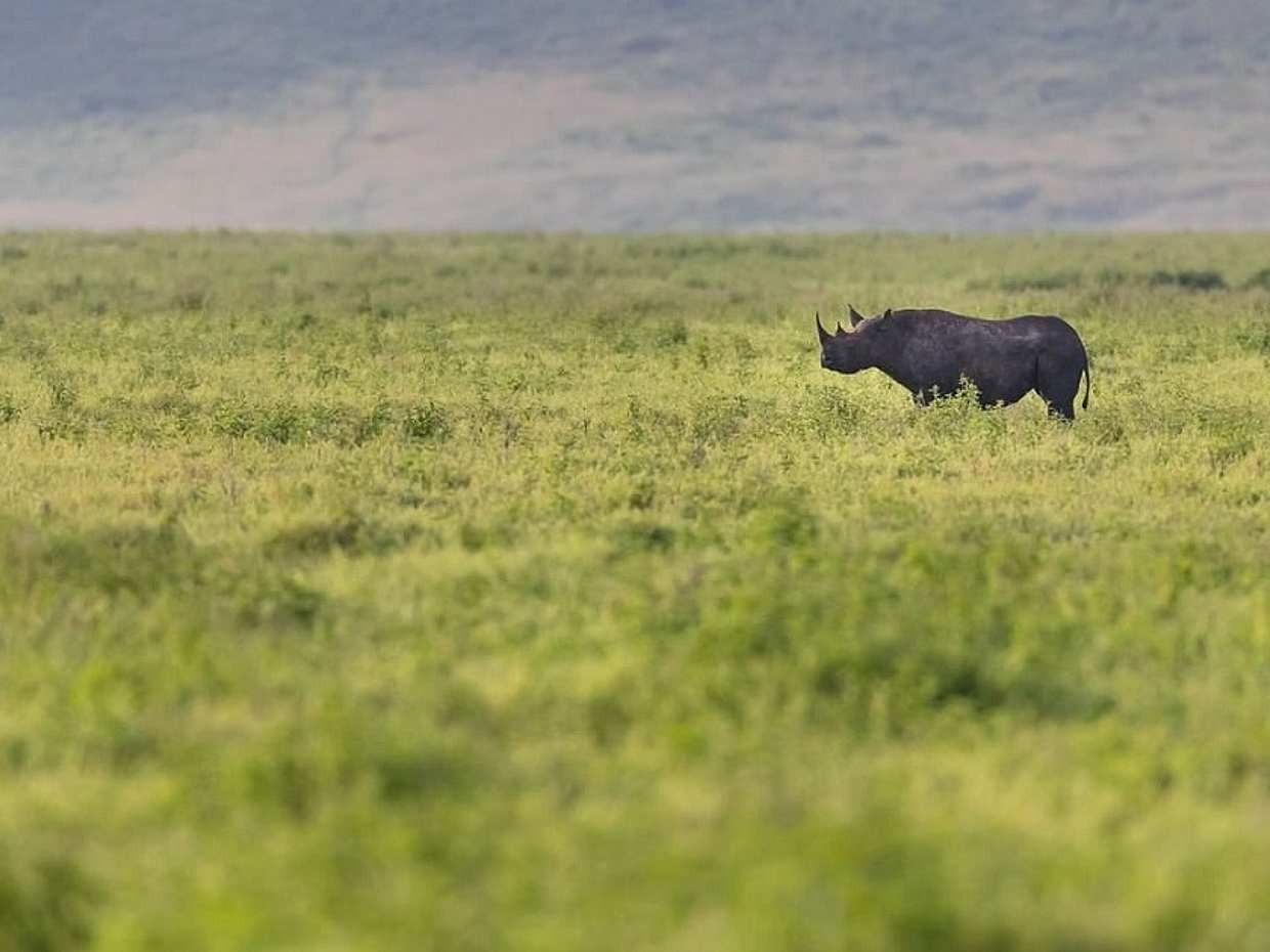 Full-day Ngorongoro Crater Tour from Arusha in Tanzania, photo 4