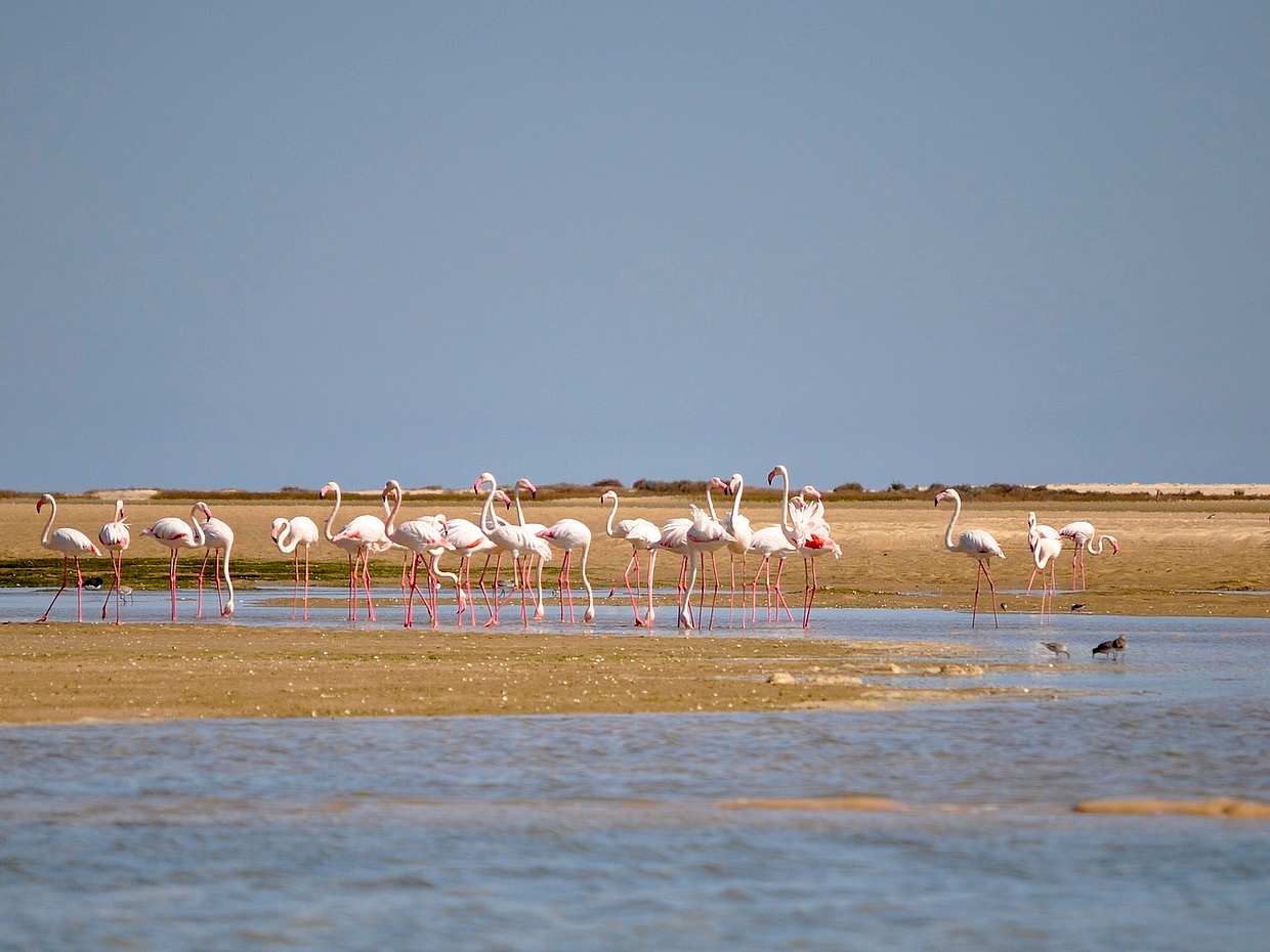 Observação de aves na Ria Formosa num Barco Solar a partir de Faro, em Portugal.
, photo 2