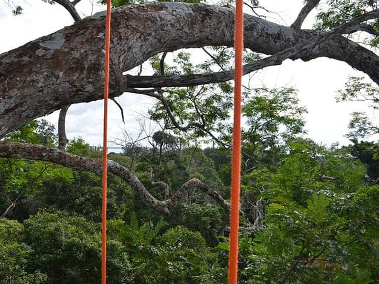 Tree Climbing in the Amazon in Brazil, Manaus, photo 3