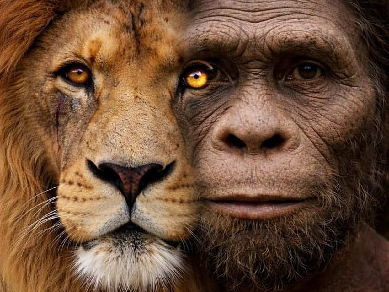 <p>Prohlídka Kolébky lidstva spojená s lví safari z Johannesburgu v Jihoafrické republice</p>