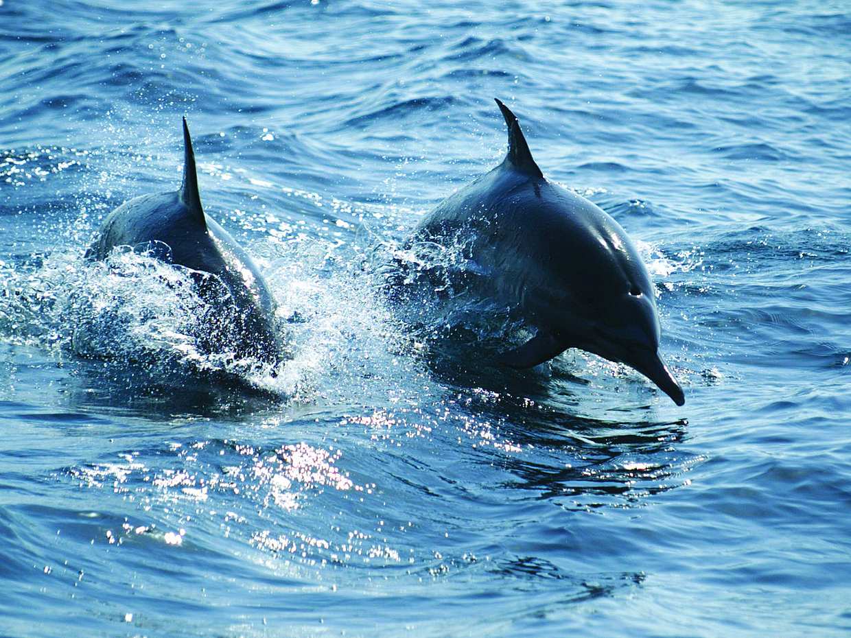 Delfin- und Schildkrötenbeobachtungstour in Muscat, Oman