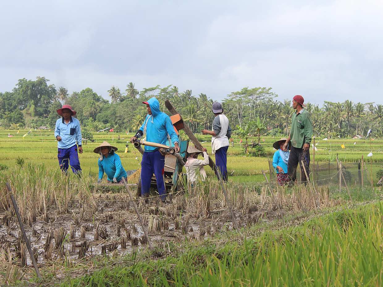Cours de cuisine à Ubud et visite du marché, photo 3