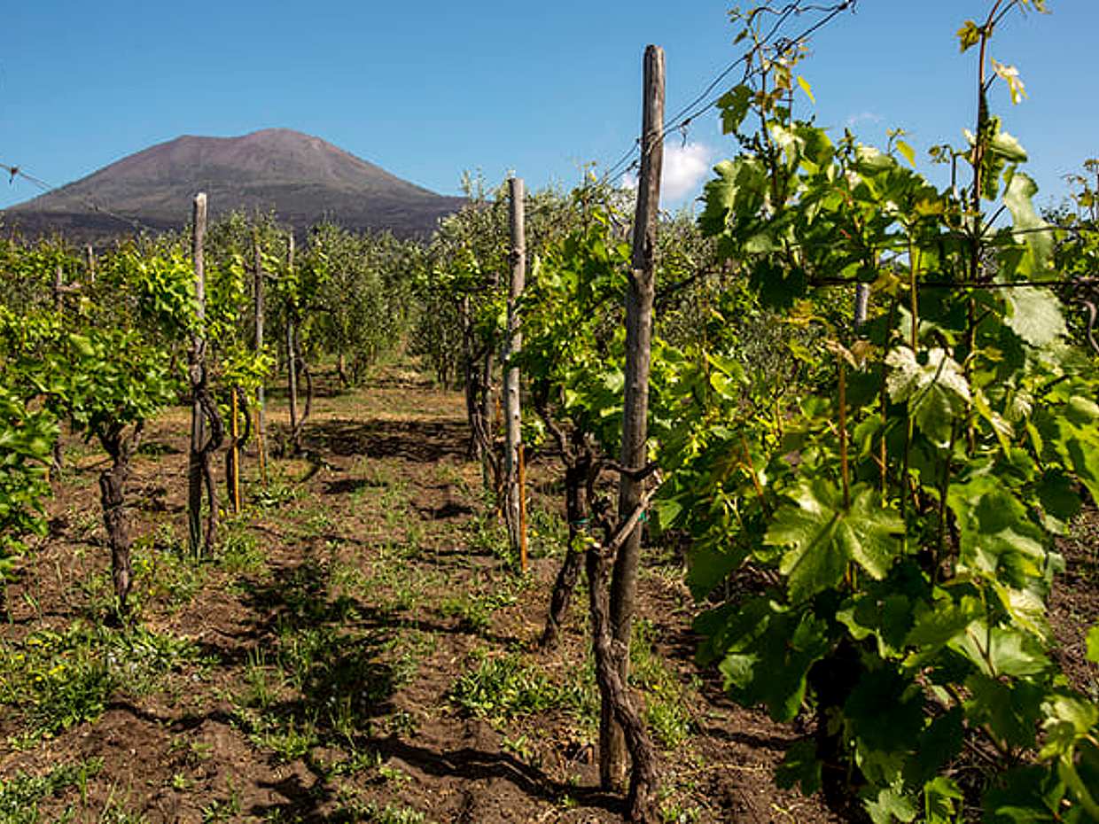 WINE TASTING on Vesuvius tour from Naples - Group Tour