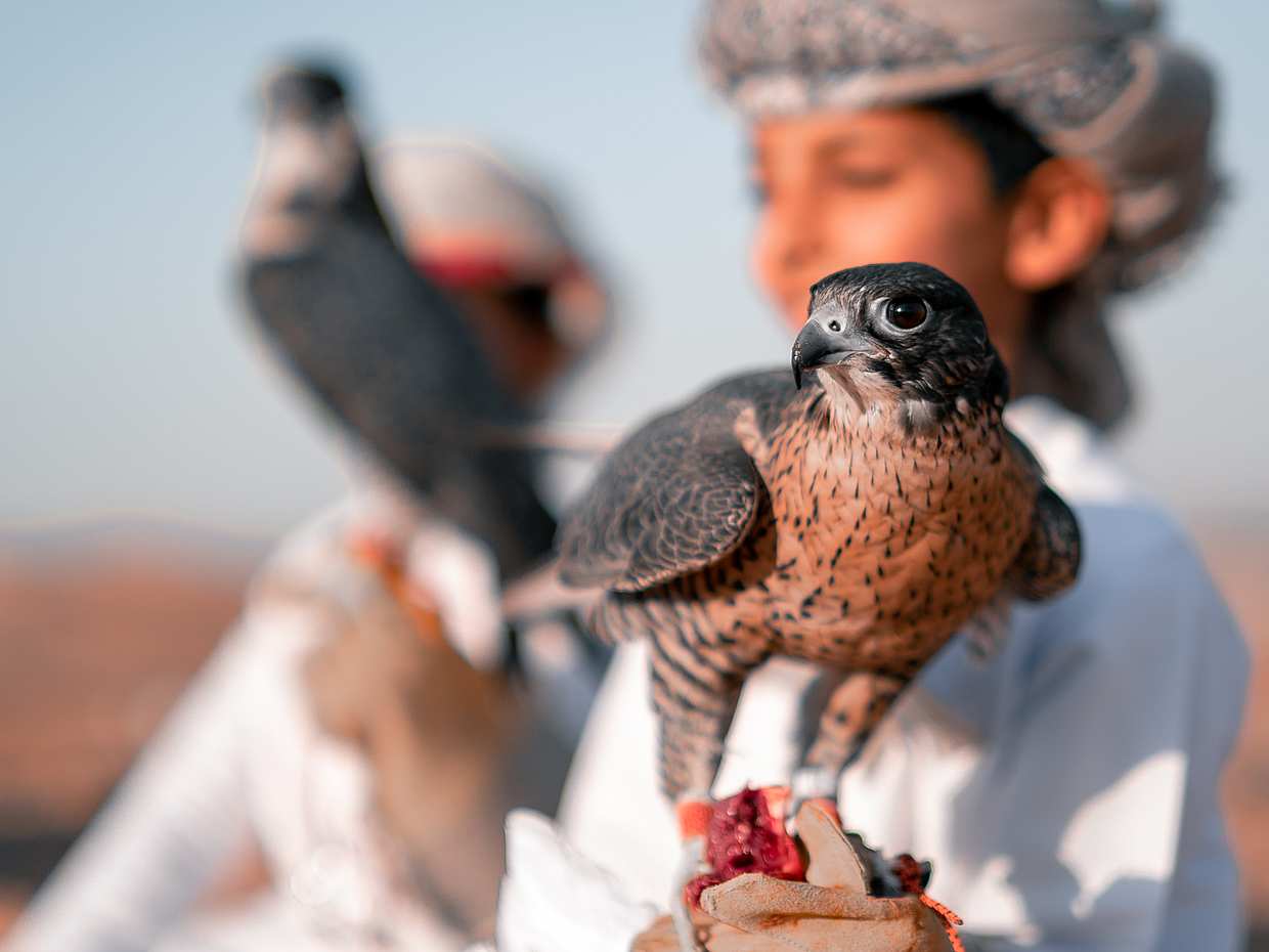 Evening Desert Safari by Bus in Abu Dhabi in United Arab Emirates, photo 4