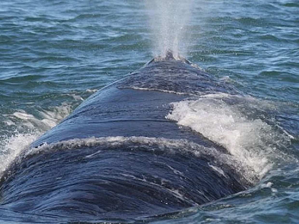 Private Shore Whale Watching Tour to Hermanus from Cape Town in South Africa, photo 4