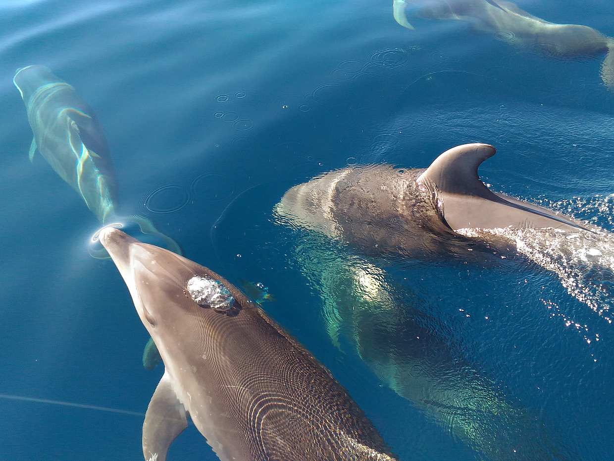 Algarve Dolphin Watching Tour in Faro, Portugal