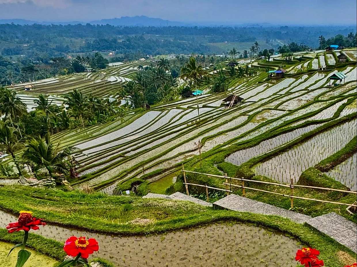 Full Day Bali Nature & Iconic Temple Tour: Sangeh, Jatiluwih & Tanah Lot in Indonesia, photo 3