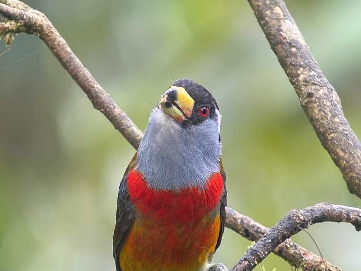 Mindo Cloud Forest Day Tour Naturaleza, Vida Silvestre & Experiencia de Chocolate en Ecuador, Quito