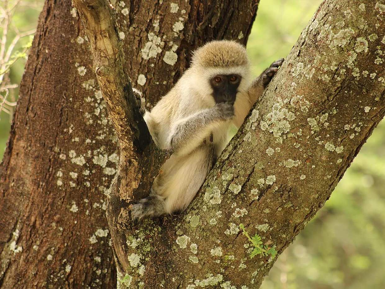 Tanzania: Day Safari in Tarangire National Park, Arusha, photo 4