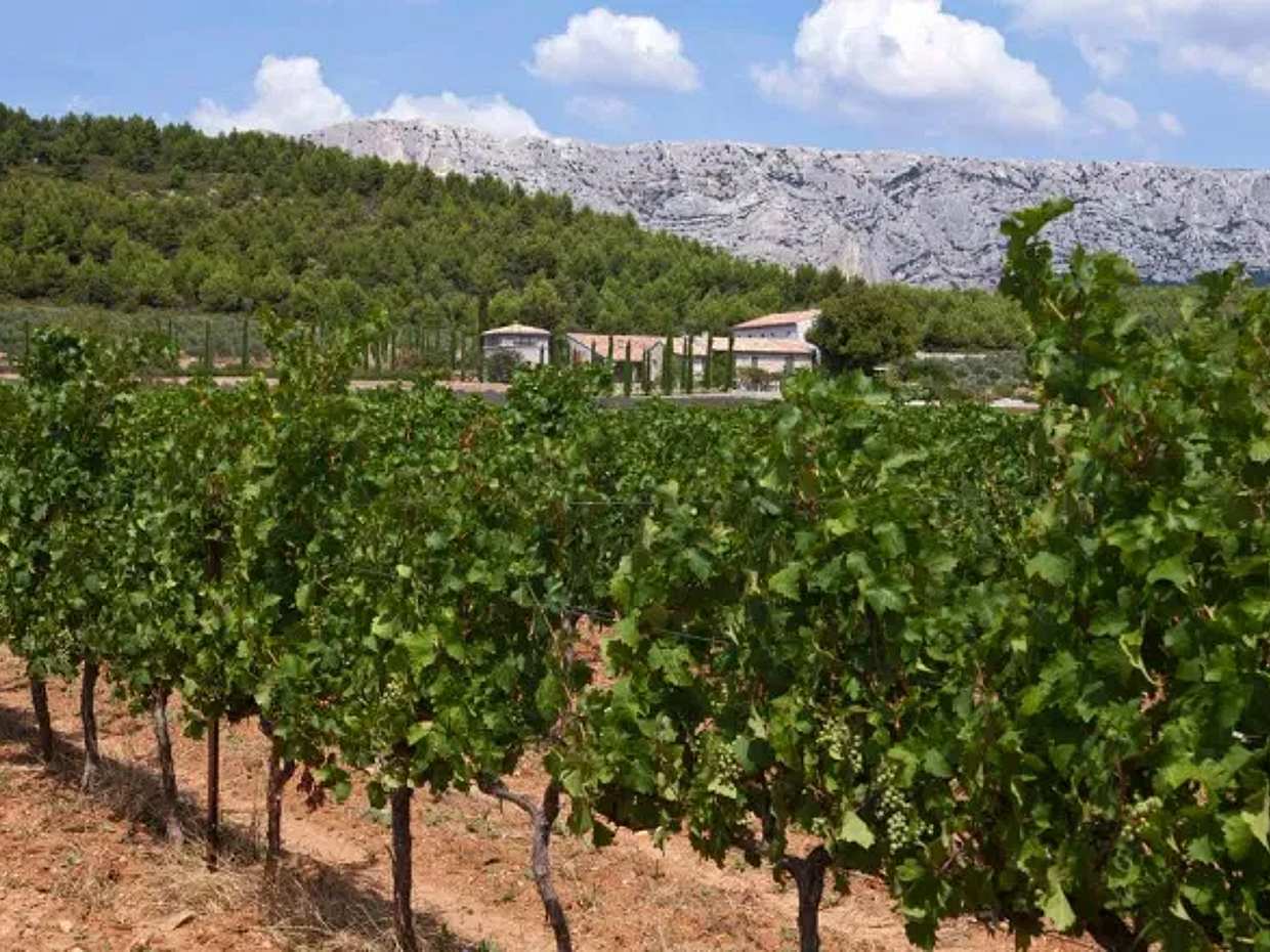 The vineyards of the Coteaux d'Aix-en-Provence and the Sainte-Victoire Mountain, photo 5