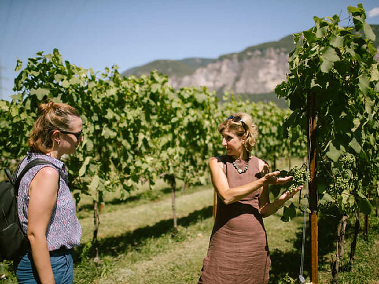 Teroldego Vineyard Tour with 3 Wine Tasting in Mezzocorona