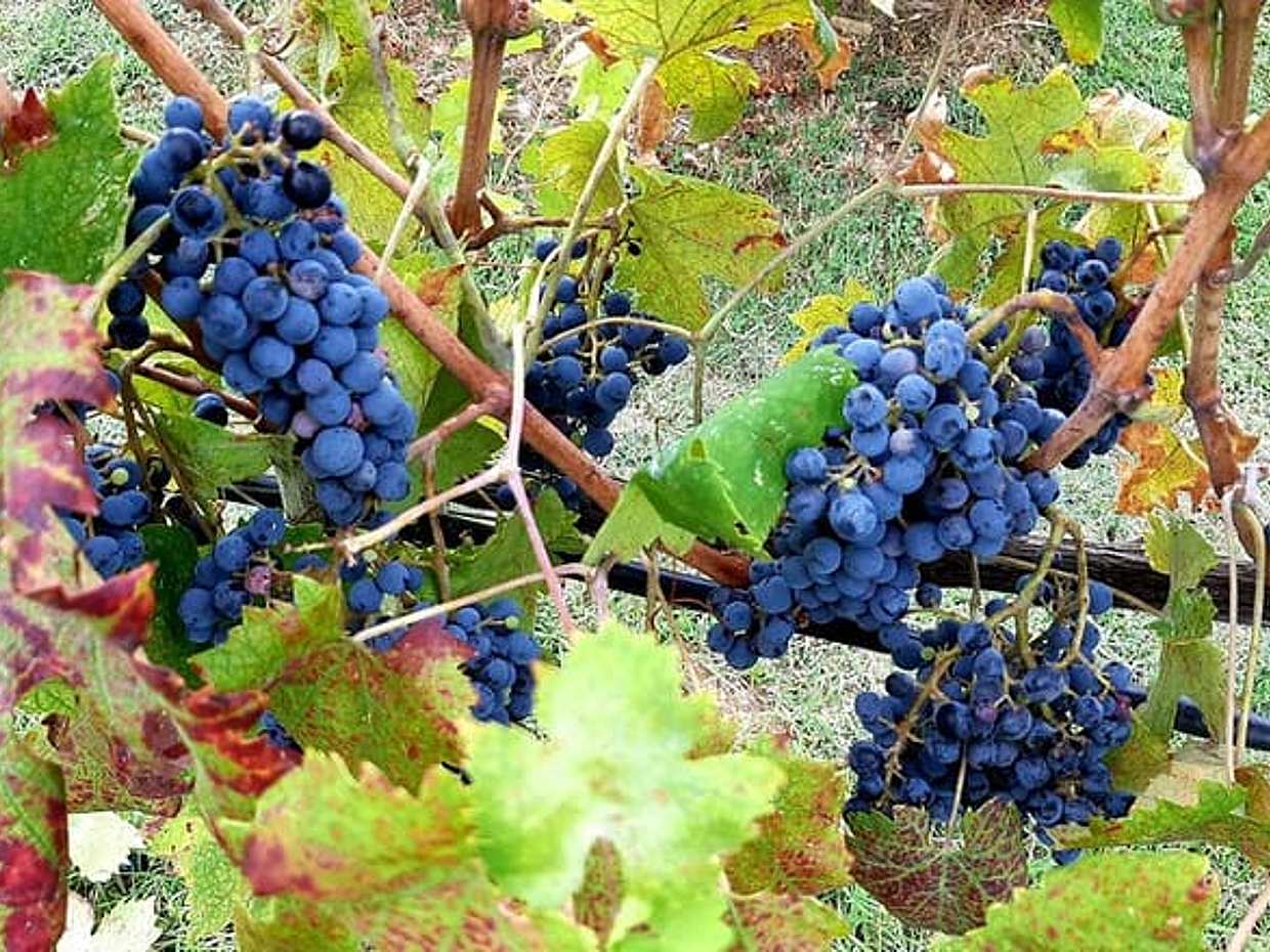 EXCLUSIVE Wine Tour in Chianti & San Gimignano (Lunch & Wine Tasting included), photo 4