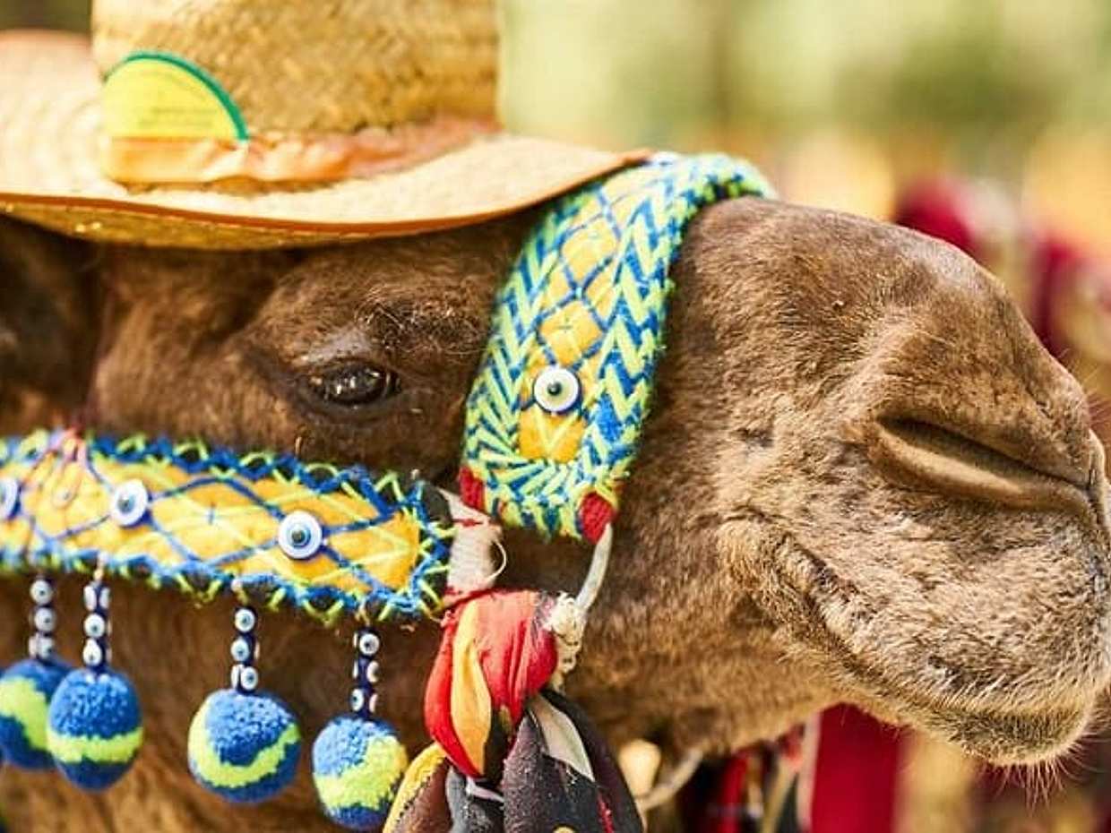 Camel Ride in Marrakech Palm Grove