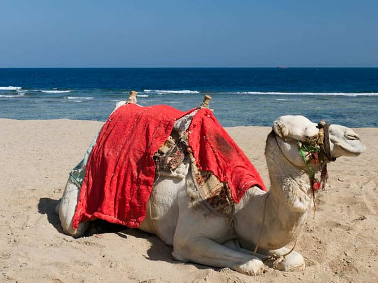 Tangier Kamelritt-Tour mit Abholung und Rücktransfer in Marokko, طنجة, photo 5