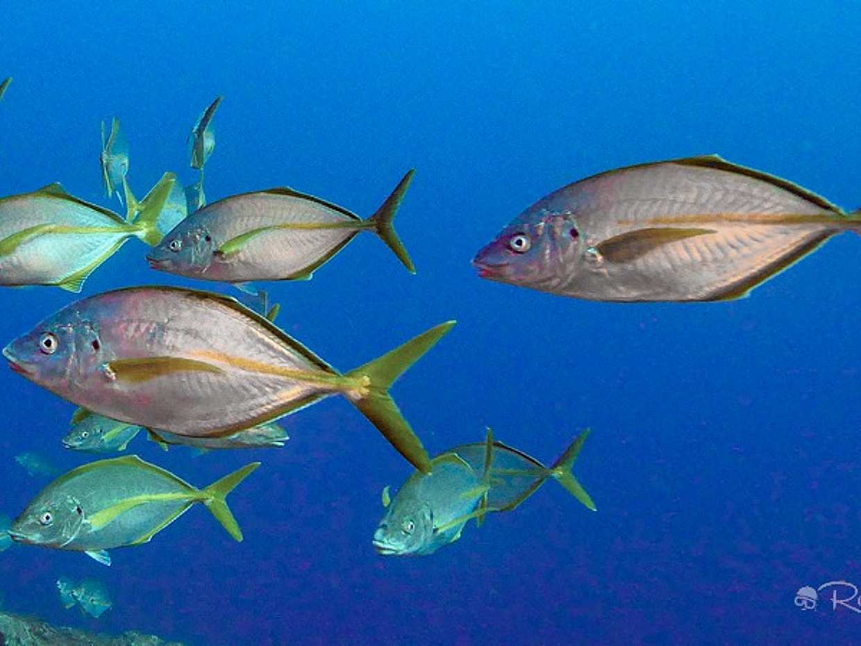 Azores: Diving in Terceira Island in Portugal