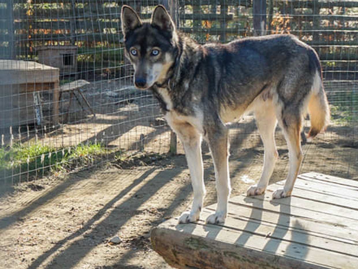 Husky Park Visit & Meet the Movie Star Animals, Levi, photo 3