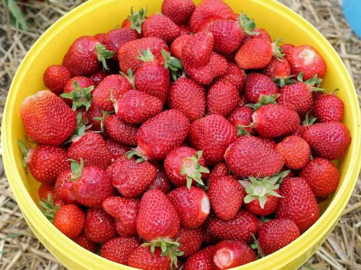 Groenten en fruit plukken in Parijs. Gastronomische Privé Tour, photo 2