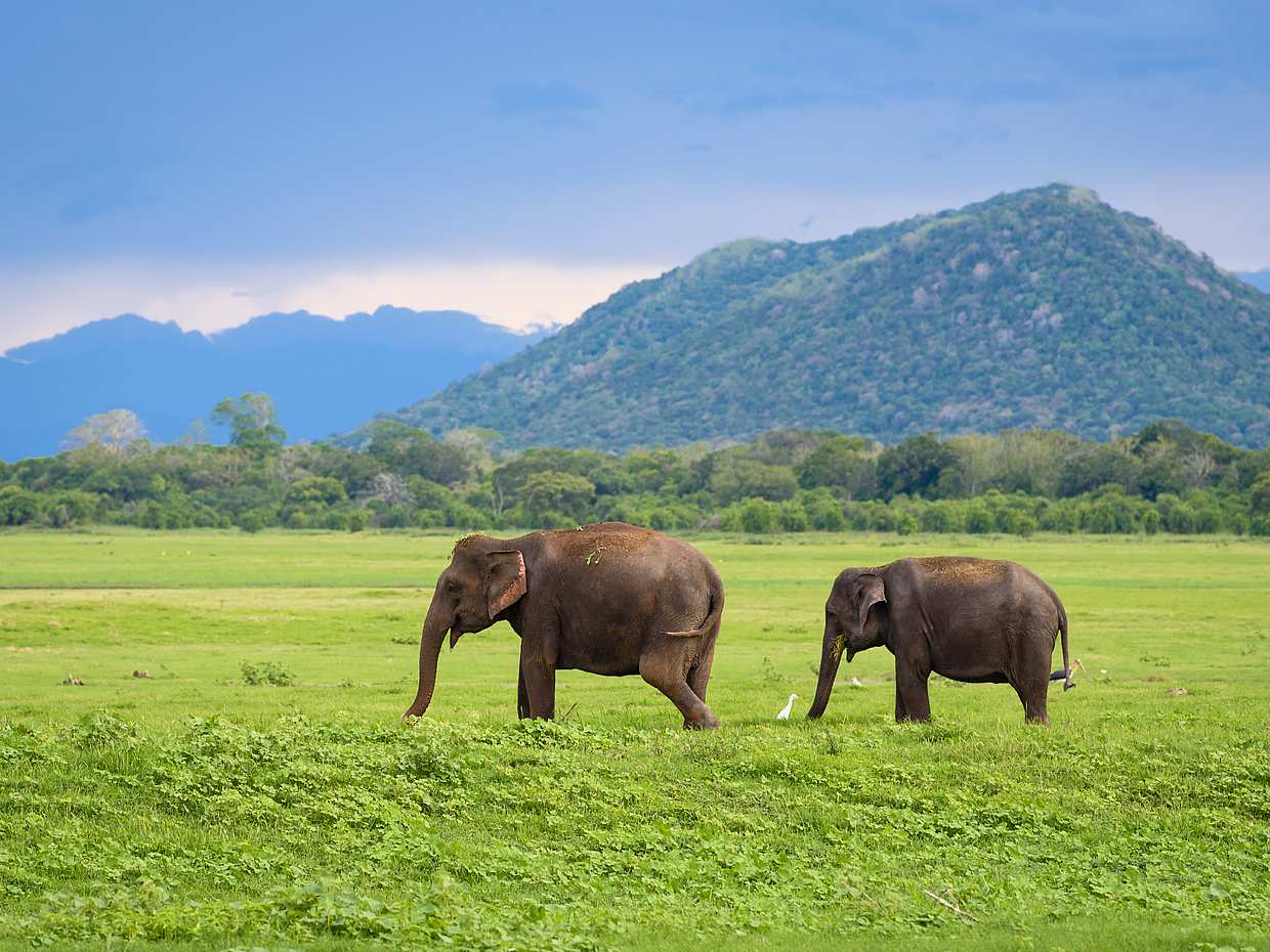Romantic Overnight Private Yala Safari with Luxury Tented Camping, Sri Lanka, photo 5