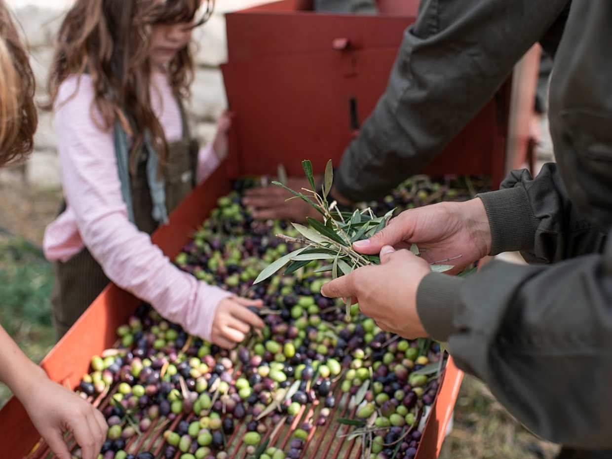 Ronda e Degustazione Olio d'Oliva: Gita di un Giorno Privata da Malaga in Spagna, photo 4