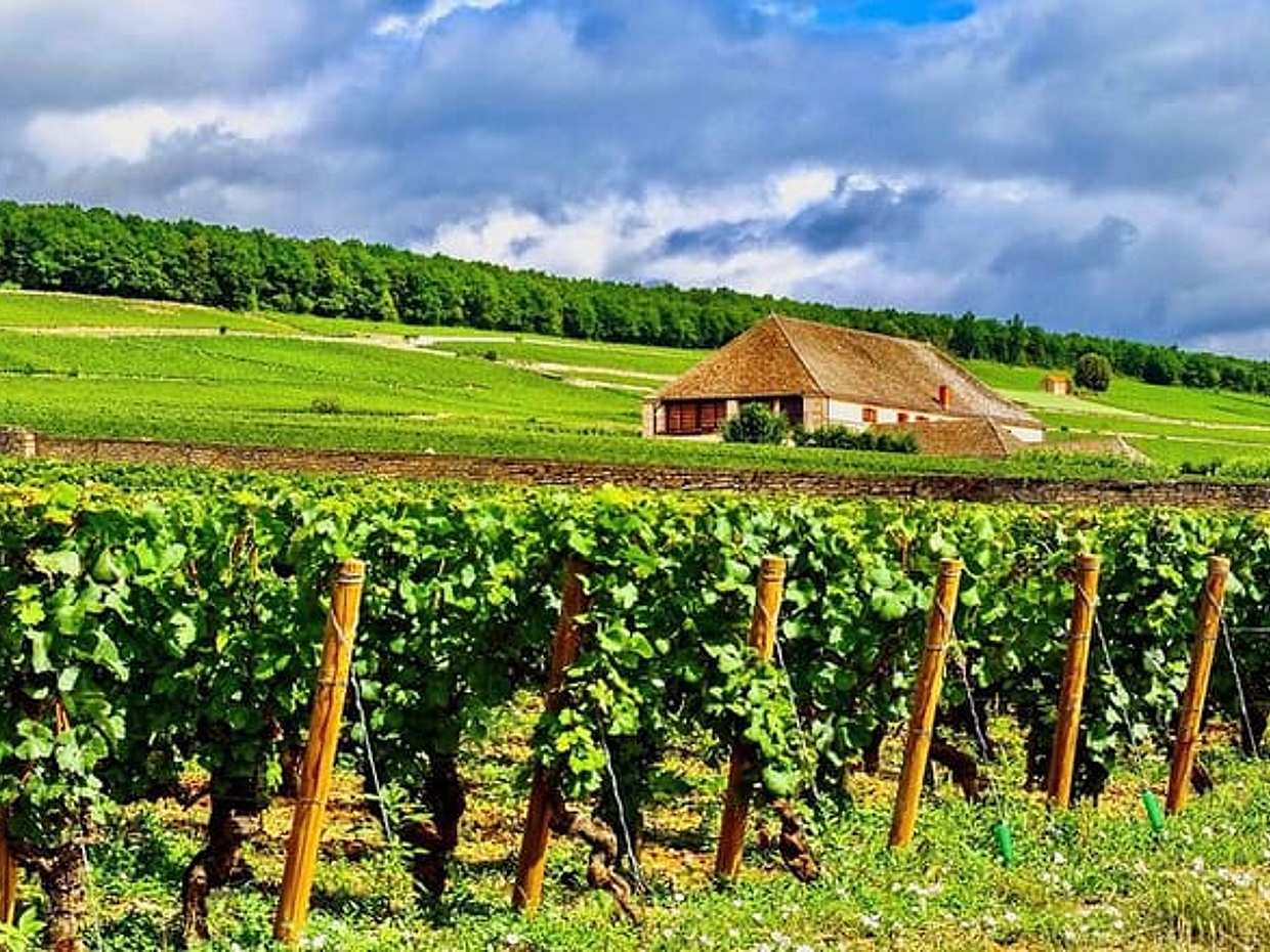 Private Burgundy 3 Domaines Chateau Pommard Chablis 15 Wines Trip, photo 5