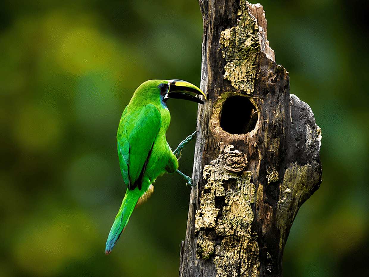 Curicancha Wildlife walk tour