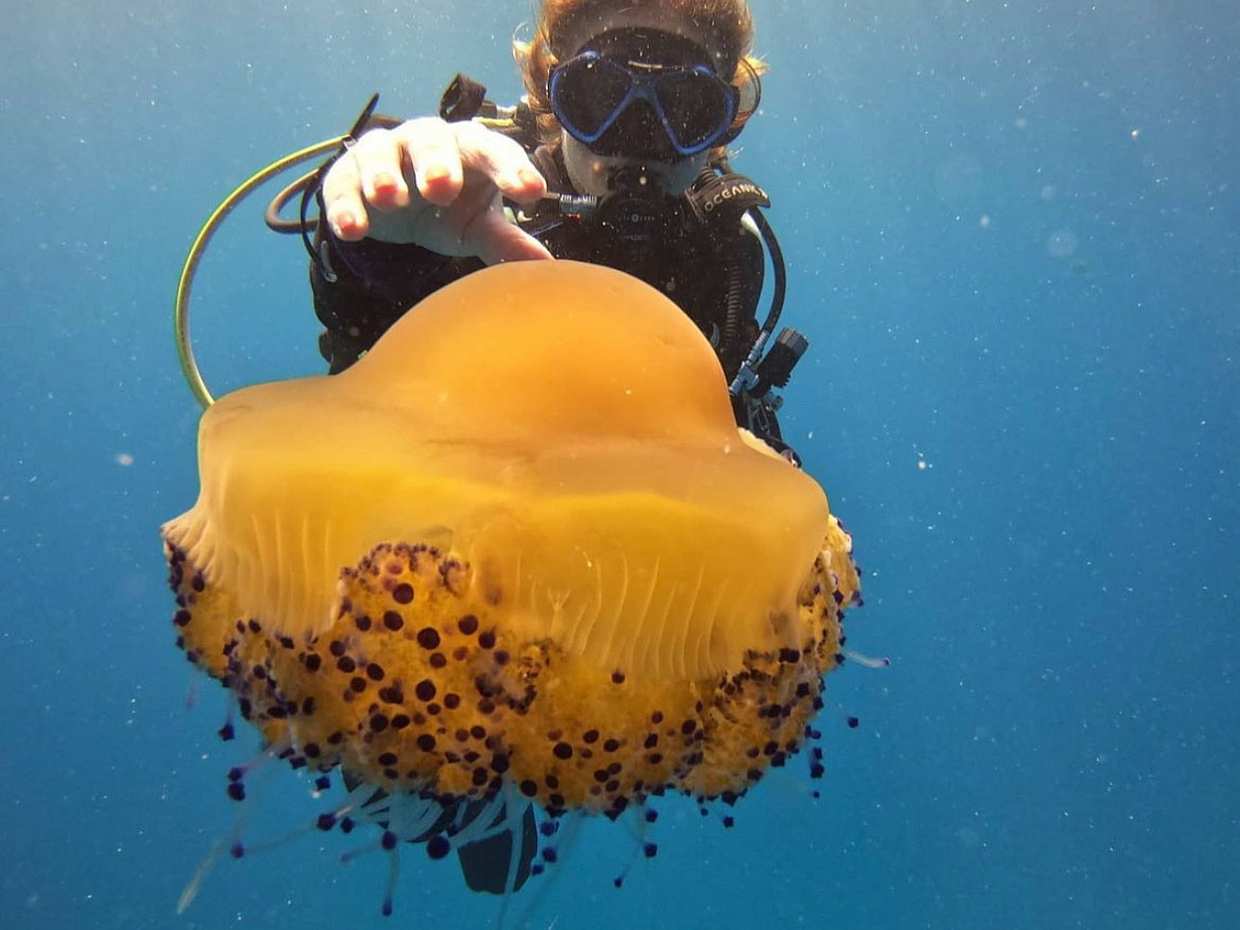 Explore Submerged Treasures: Scuba Diving Experience in Djerba in Tunisia, Djerba Midun, photo 5