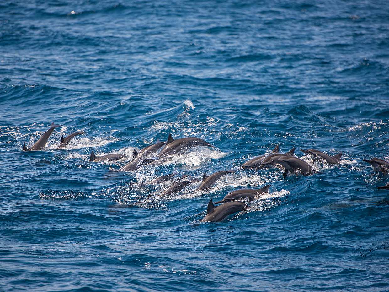 Marine Odyssey: Dolphin Watching and Snorkeling Adventure in Oman, Muscat
