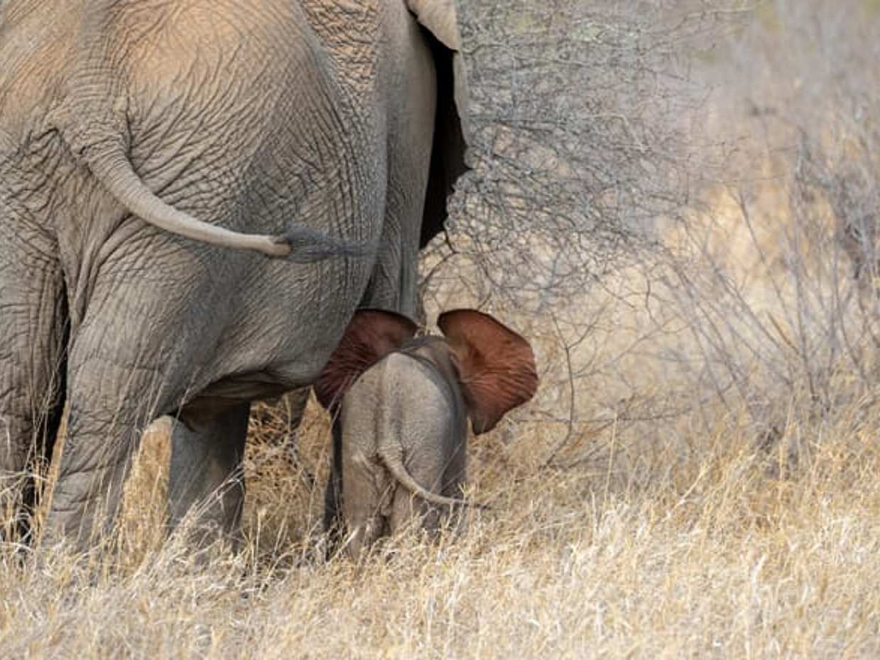 Pilanesberg National Park Safari in Open Vehicle from Johannesburg in South Africa, photo 5