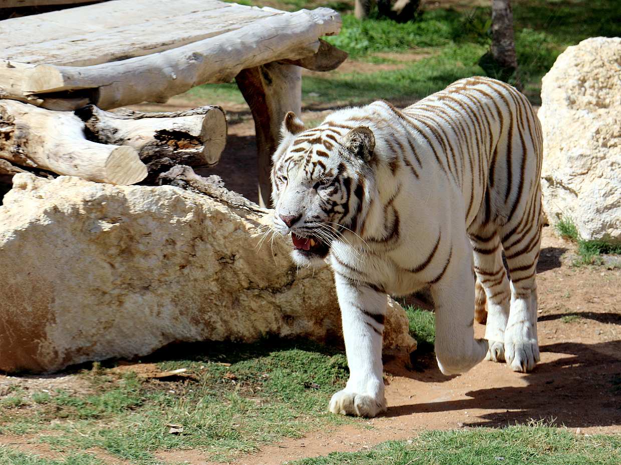 Wycieczka po Safari Parku z Biletami w Zjednoczonych Emiratach Arabskich, Dubai Safari Park.
