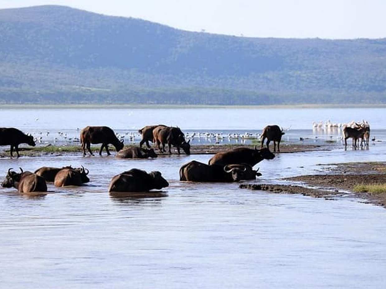 2 Day Tour Lake Nakuru, Hell' s Gate & Lake Naivasha From Nairobi