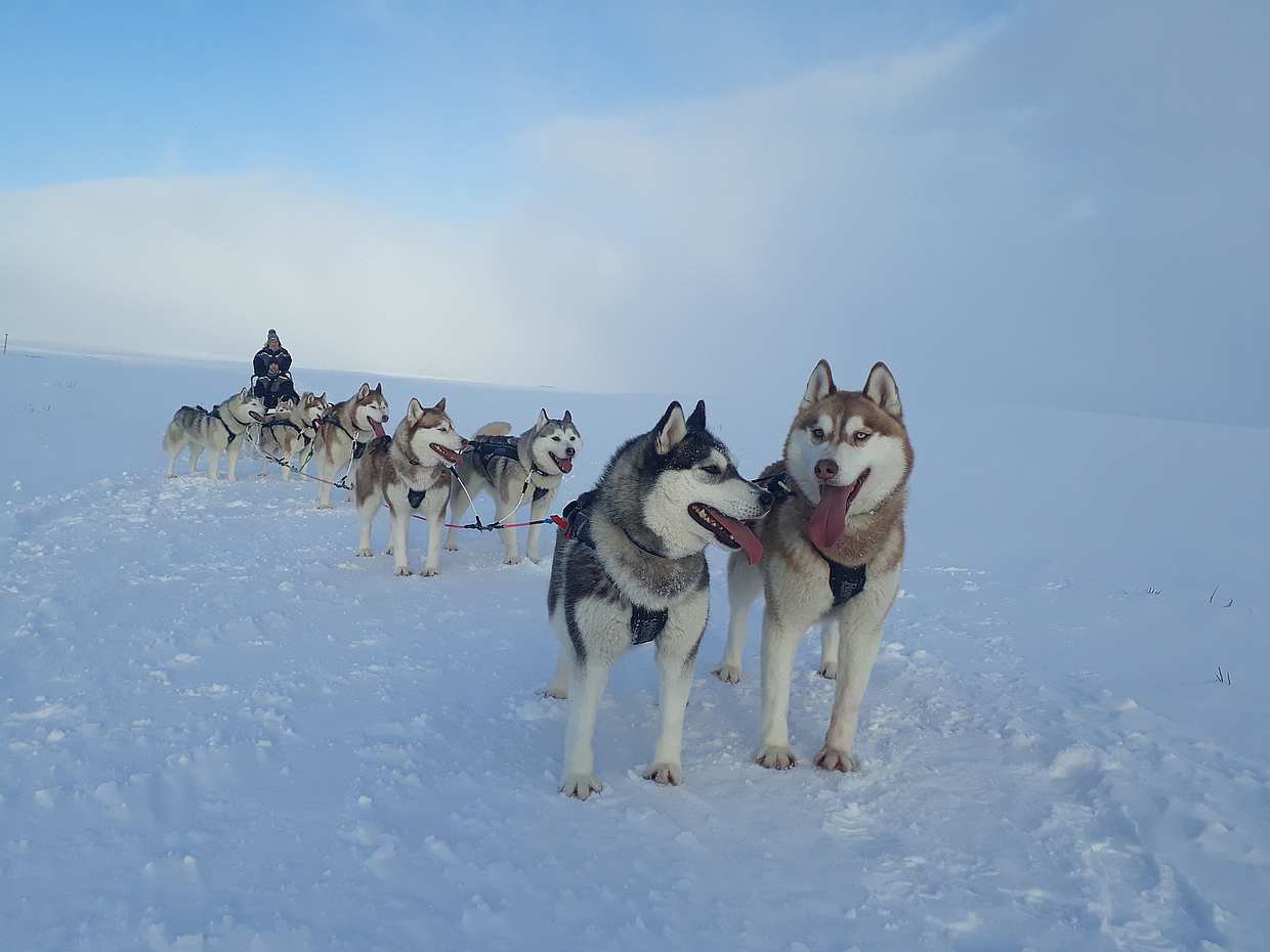 Dog Sledding on Snow, Iceland, photo 2