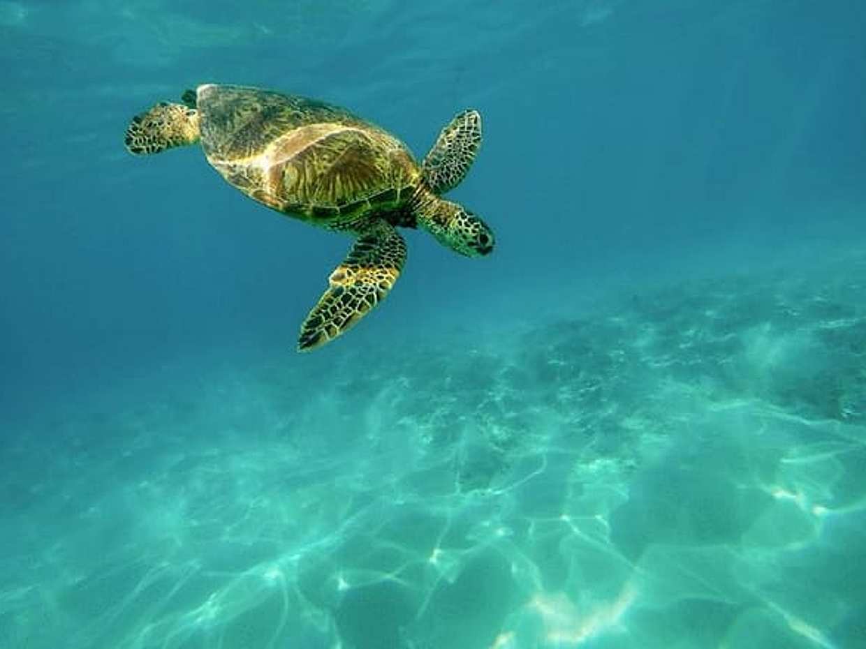 "Viaje de Tortugas Caretta-Caretta en Grecia, Zakynthos"