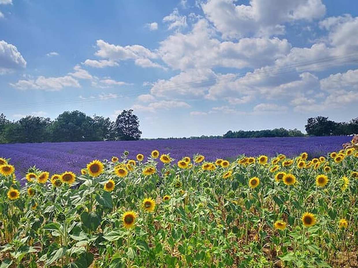 Private fullday Provence Lavender Fields