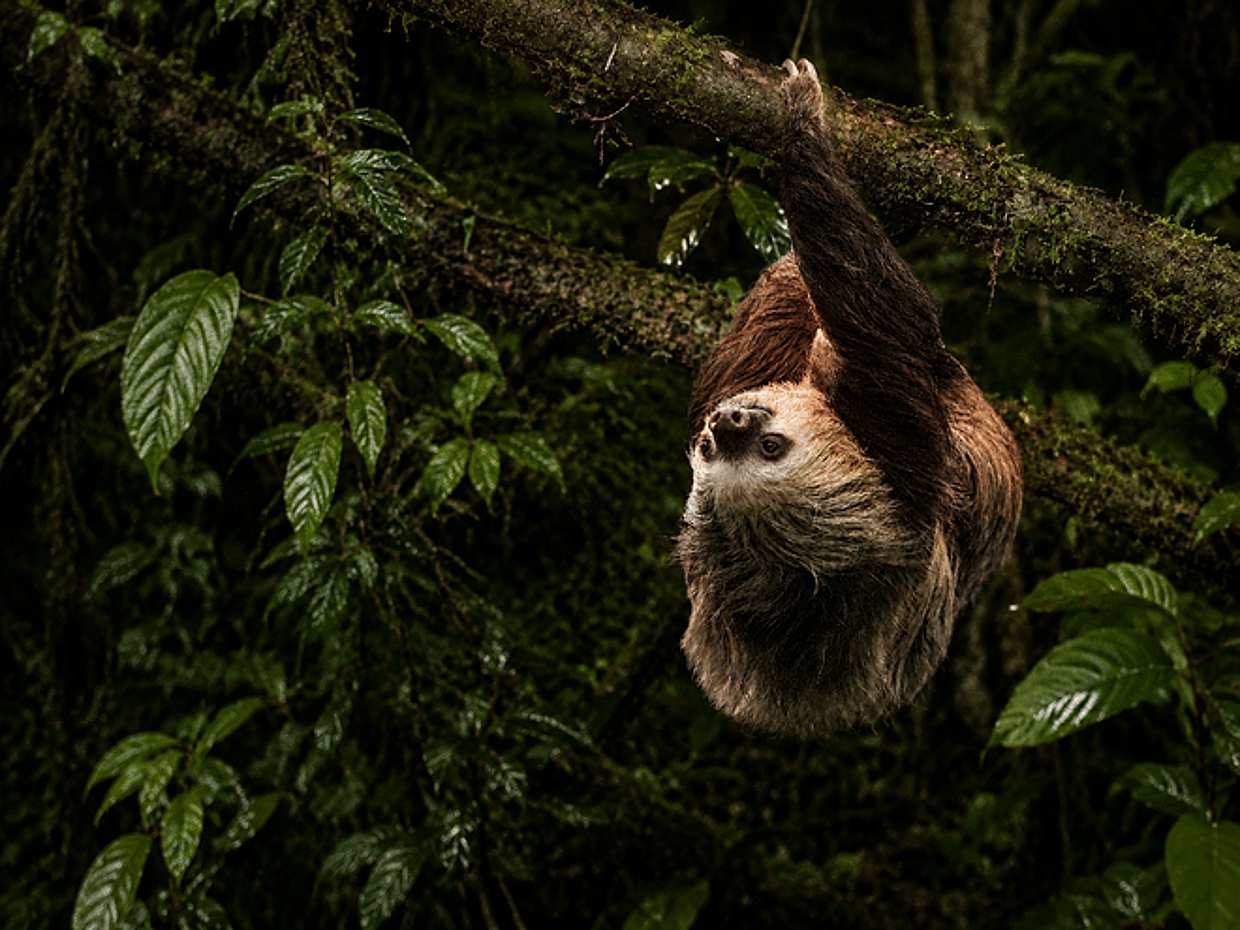 Monteverde Wildlife Night Tour with Steven